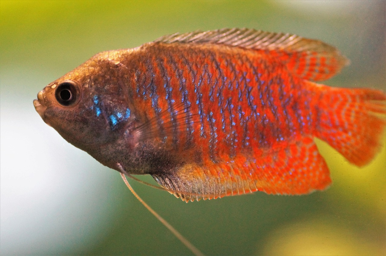 gourami, scrubby, nature, male, aquarium, fish, freshwater, tropical, red