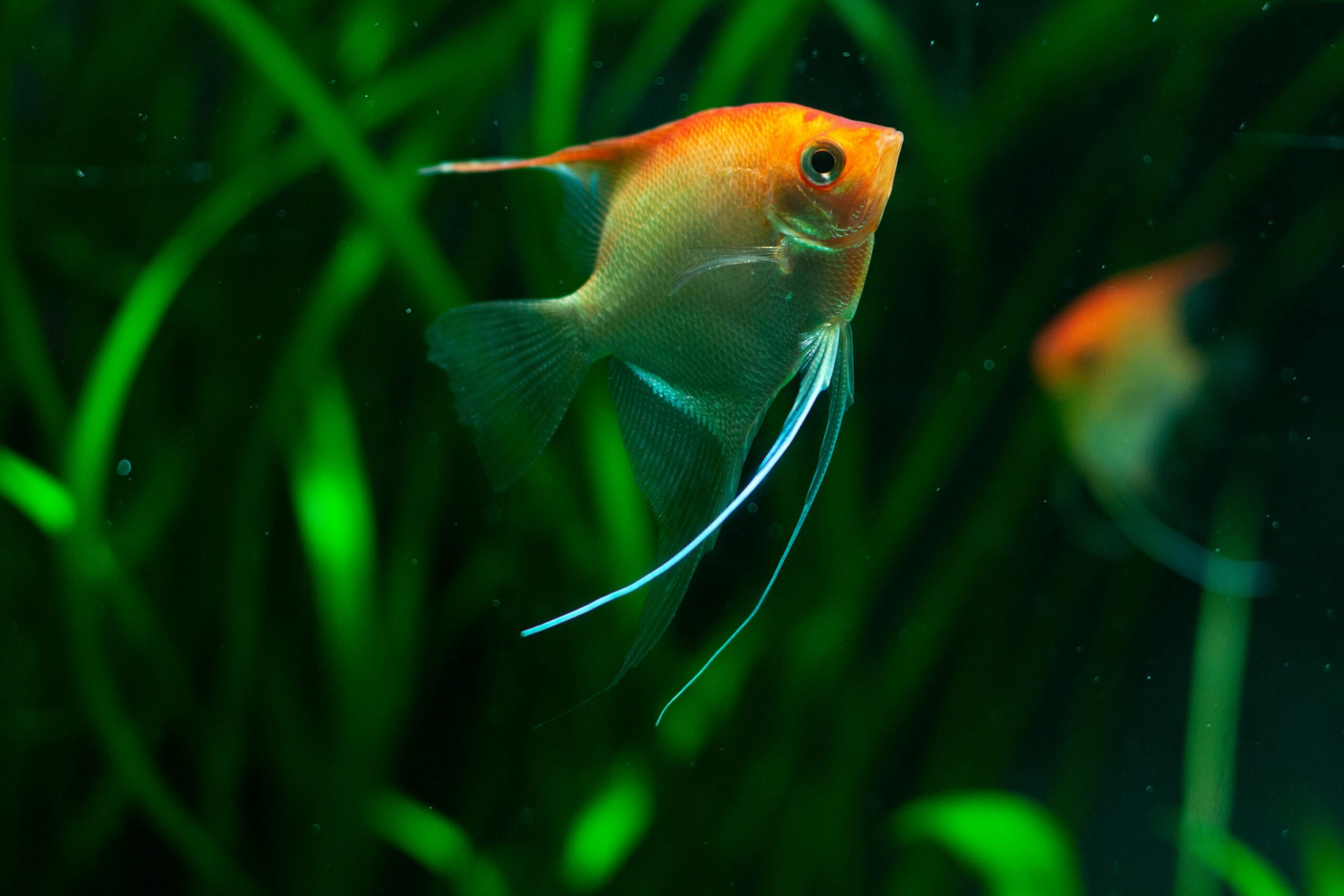 Close-up of a vibrant angelfish swimming amidst lush underwater vegetation, showcasing nature's beauty.