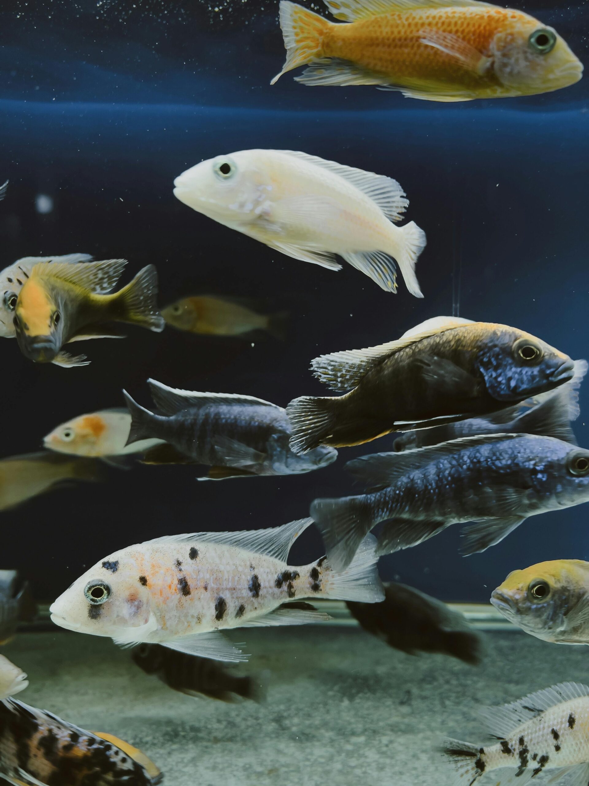Colorful tropical fish swimming gracefully in an aquarium, showcasing exotic aquatic life.