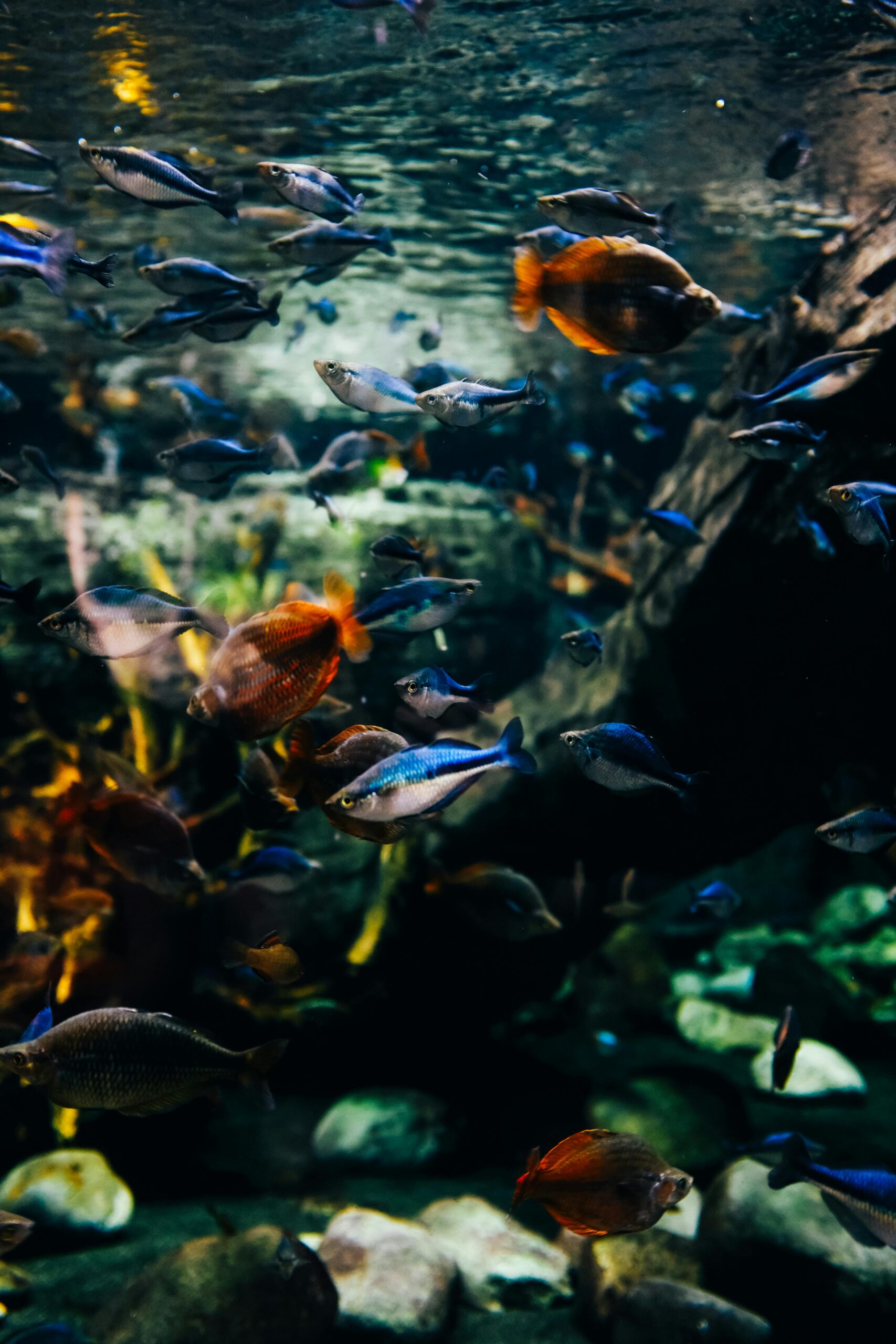 A lively underwater scene featuring a diverse group of tropical fish swimming in an aquarium.