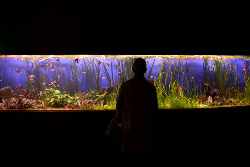 A person silhouetted against a vibrant, large aquarium display with various fish and aquatic plants.
