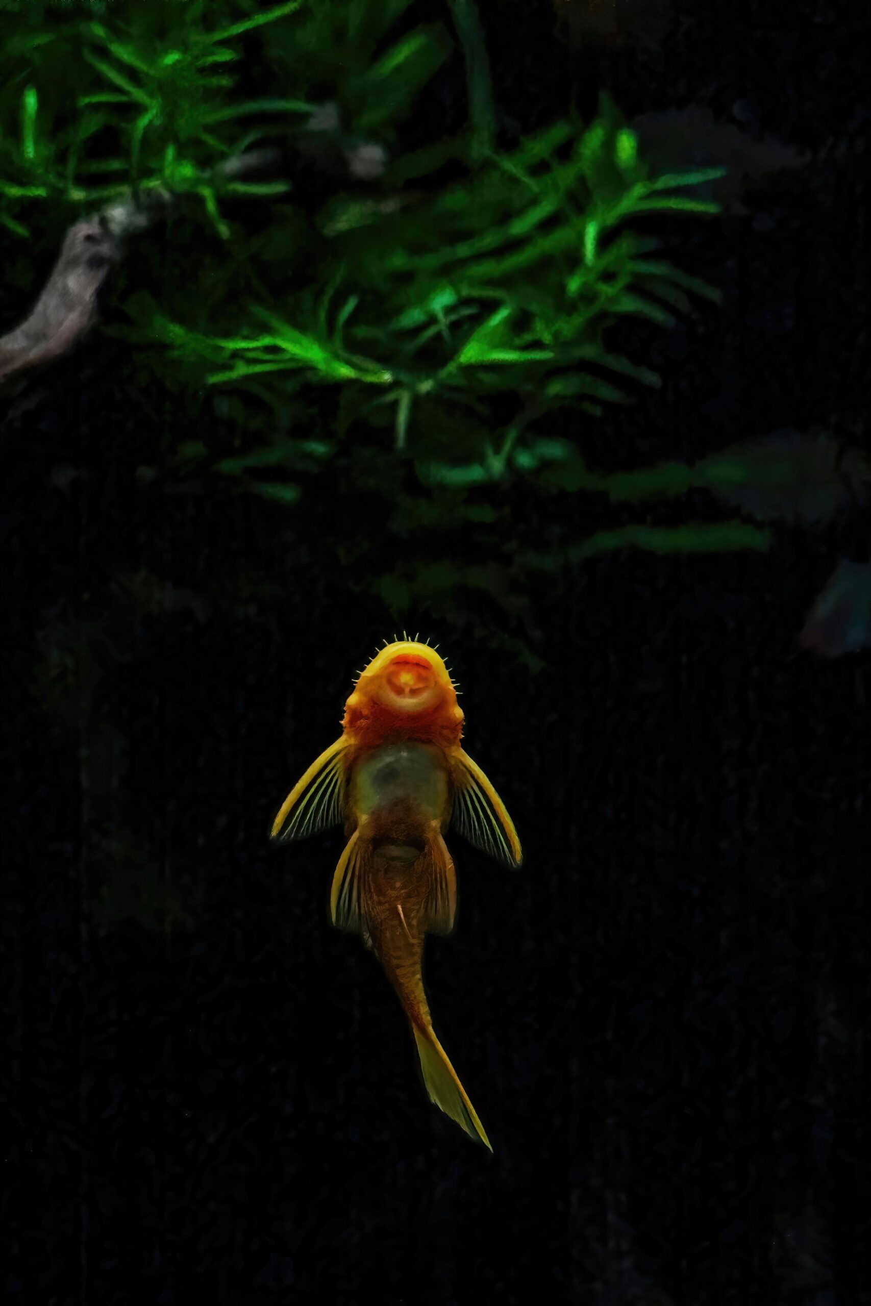 A striking yellow plecostomus fish swims gracefully in a dark aquarium setting.