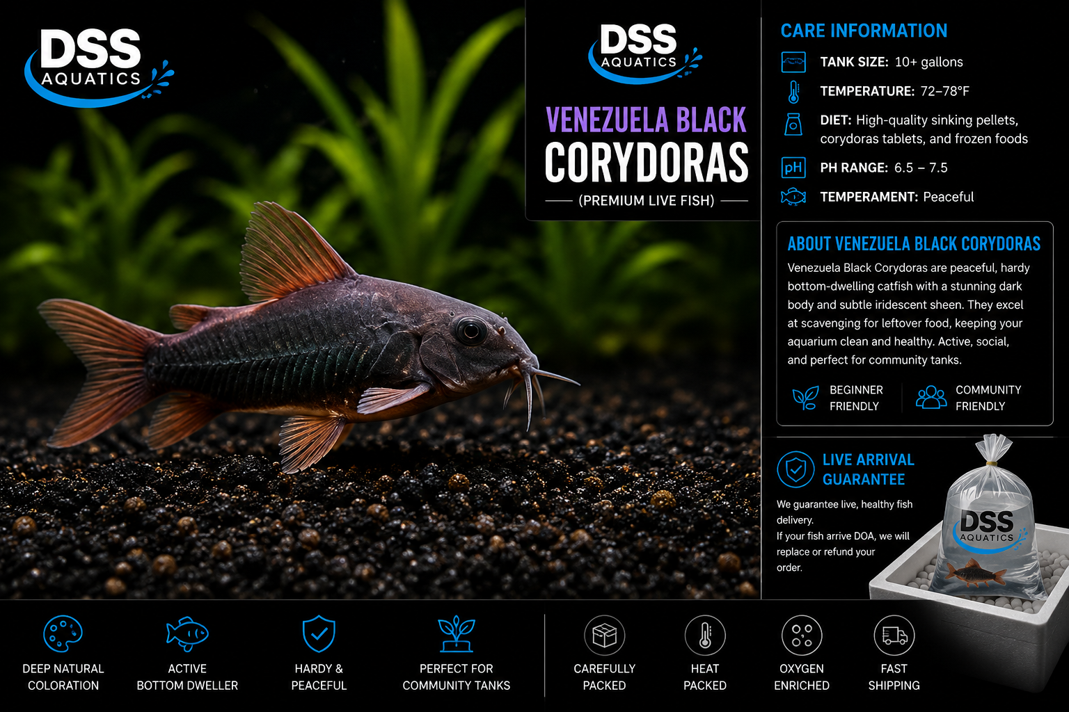 Venezuela Black Corydoras | DSS Aquatics - Image 2