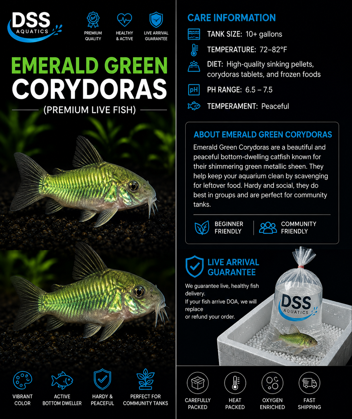 Jumbo Emerald Green Corydoras | DSS Aquatics - Image 2