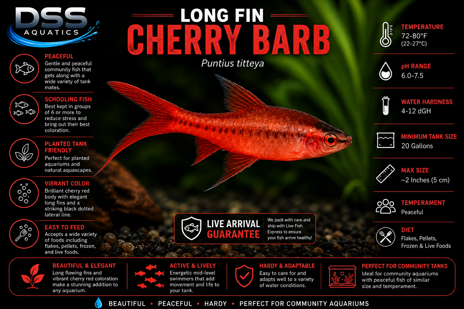 Long Fin Cherry Barb - Image 2