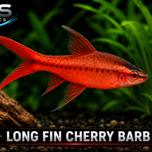 Long Fin Cherry Barb
