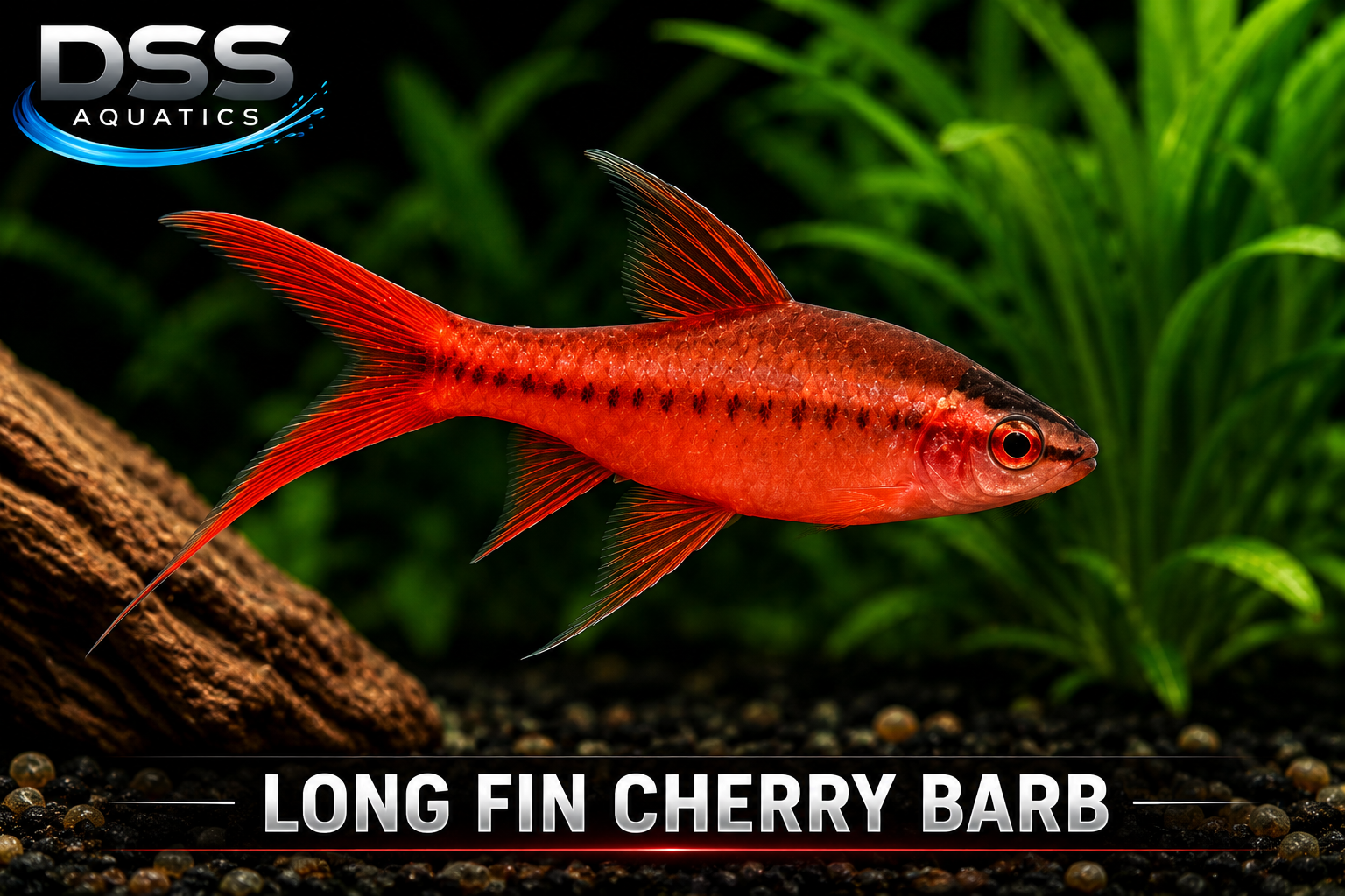 Long Fin Cherry Barb