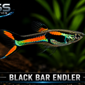Black Bar Endler