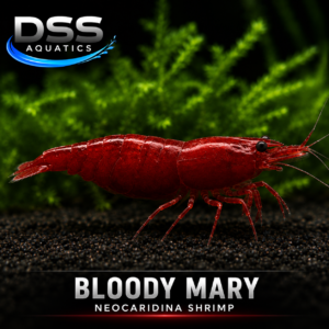 Bloody Mary Neocaridina Shrimp | DSS Aquatics