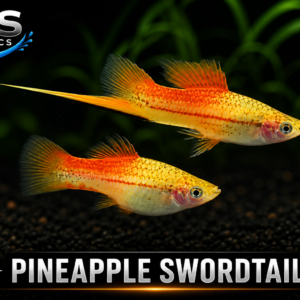 Pineapple Swordtail – Premium Livebearer Fish