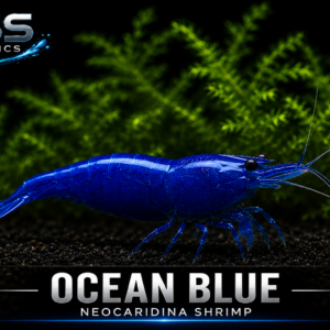 Ocean Blue Neocaridina Shrimp | DSS Aquatics