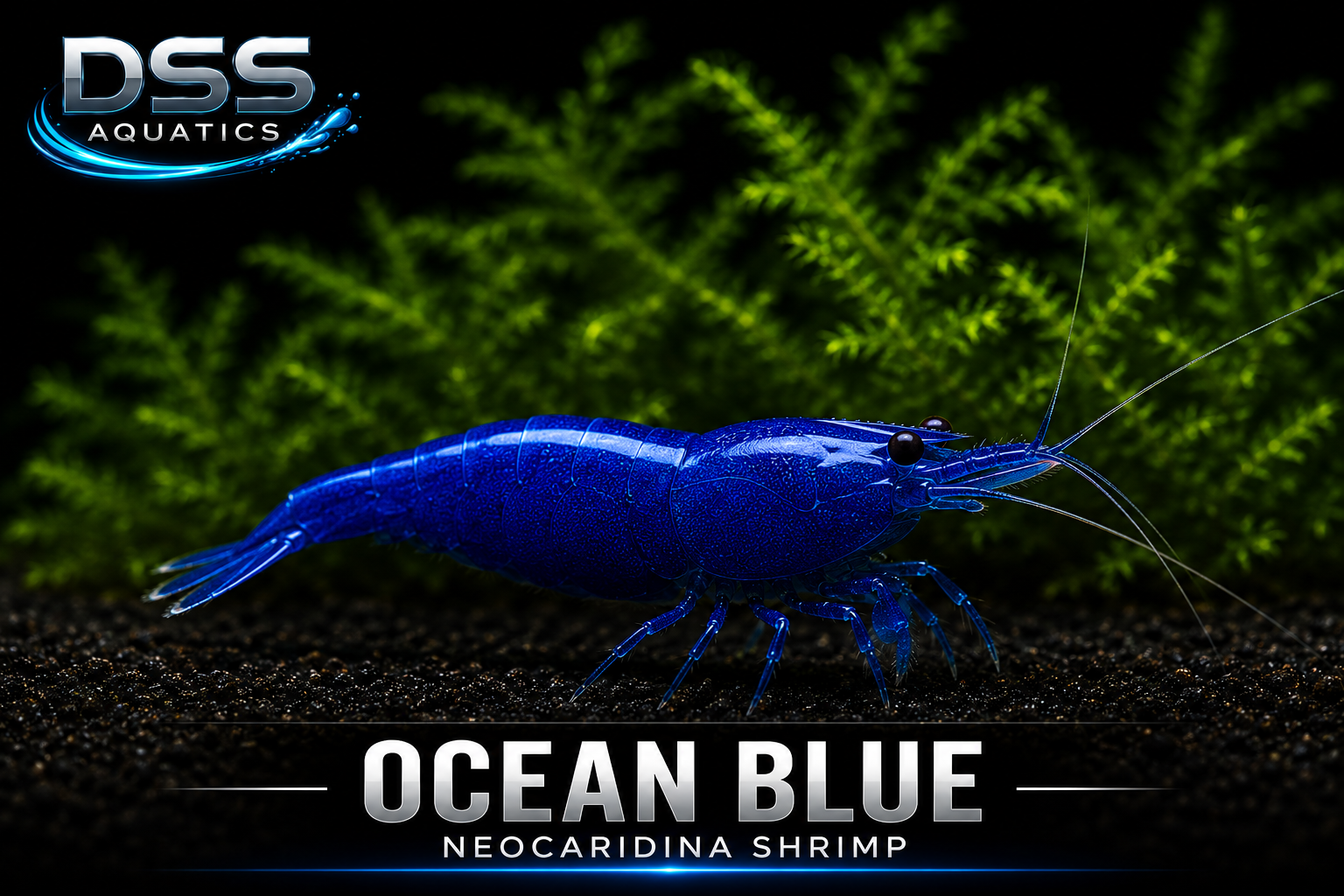 Ocean Blue Neocaridina Shrimp | DSS Aquatics