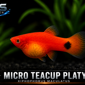 Micro Teacup Platy