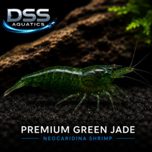 Premium Green Jade Neocaridina Shrimp