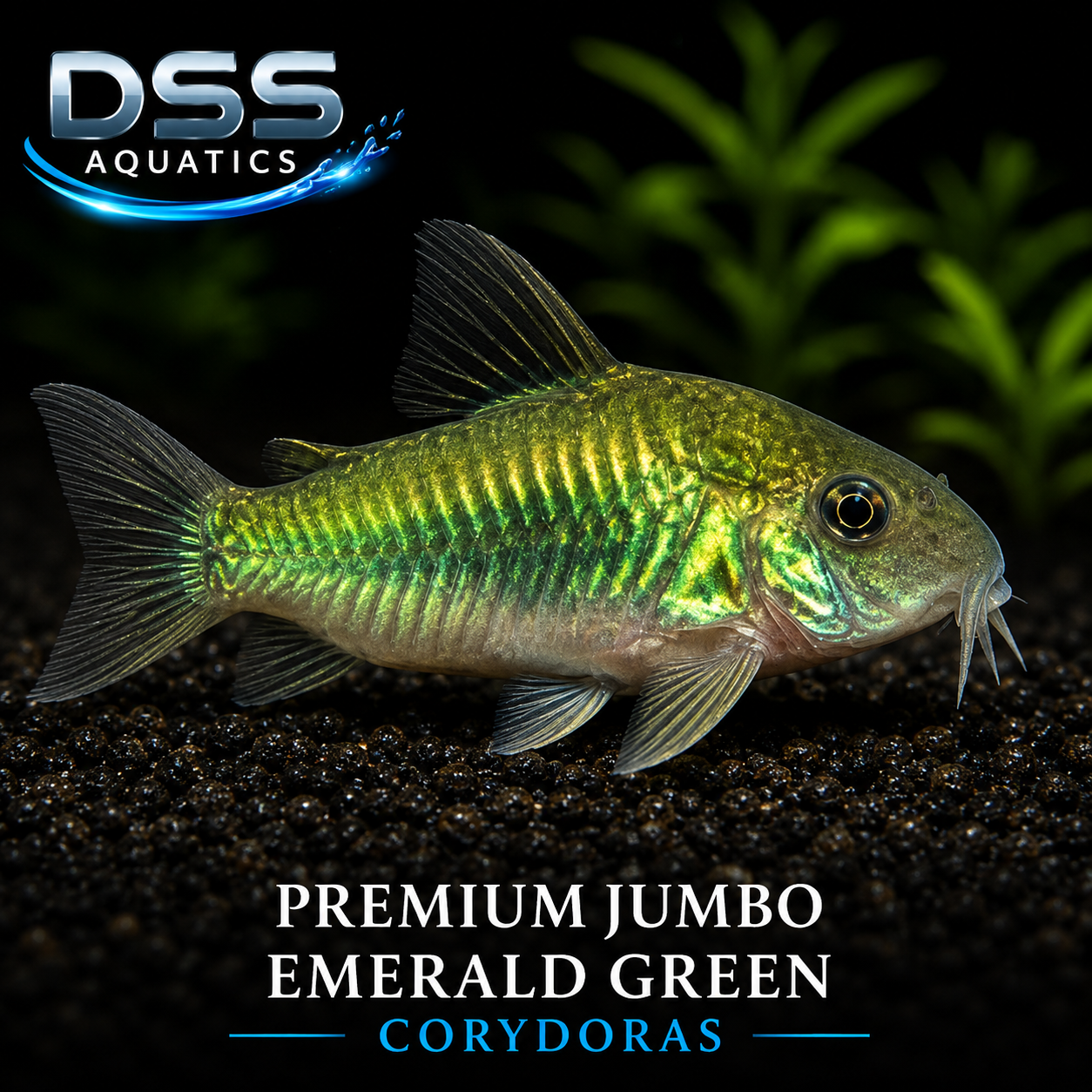 Jumbo Emerald Green Corydoras | DSS Aquatics