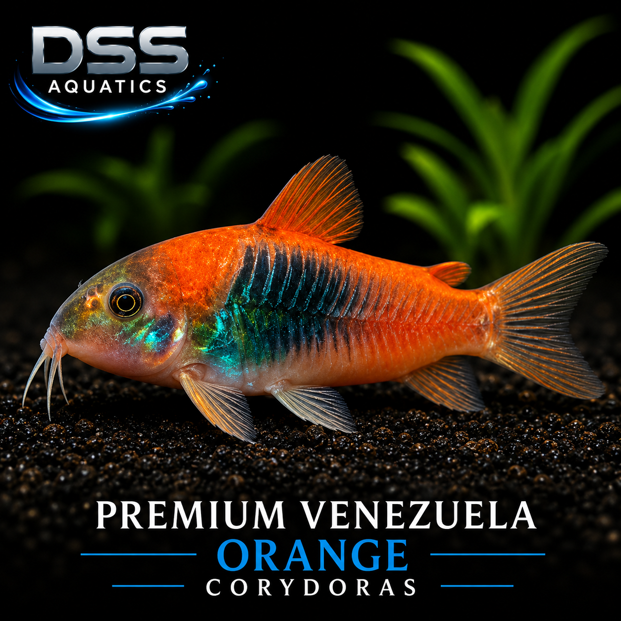 Venezuela Orange Corydoras | DSS Aquatics