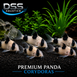 Premium Panda Corydoras Group of 6