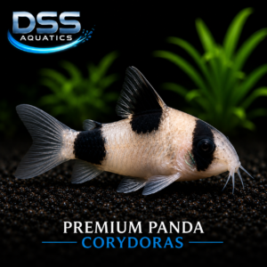 Premium Panda Corydoras Aquarium Fish