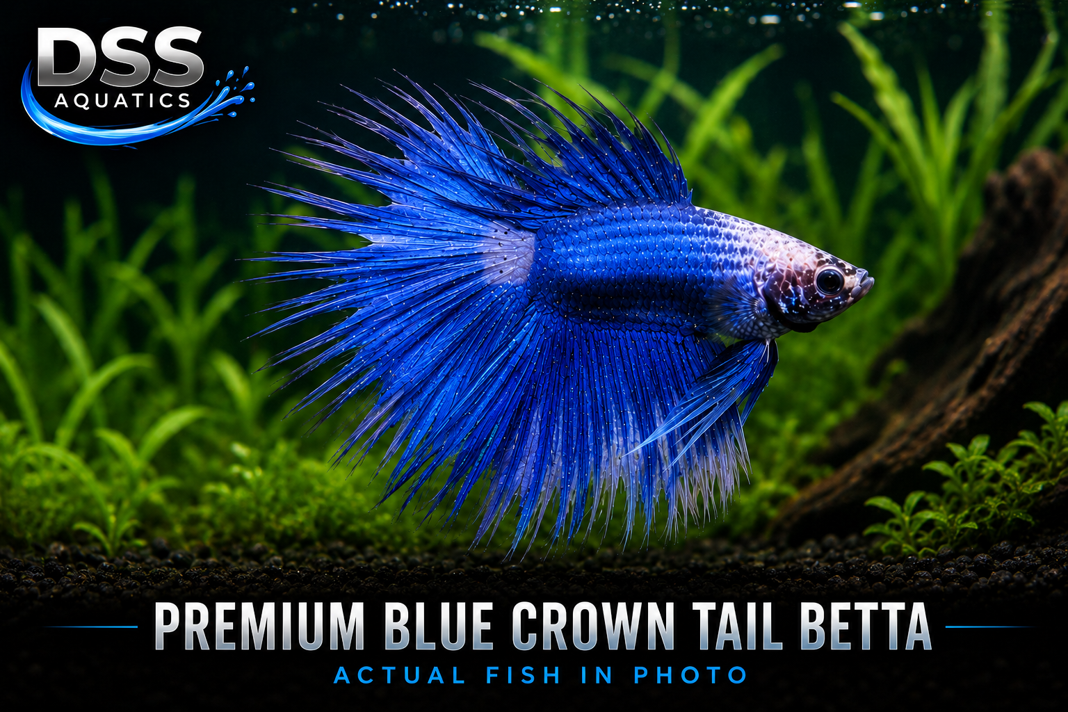 Blue Crown Tail Betta – WYSIWYG Actual Fish