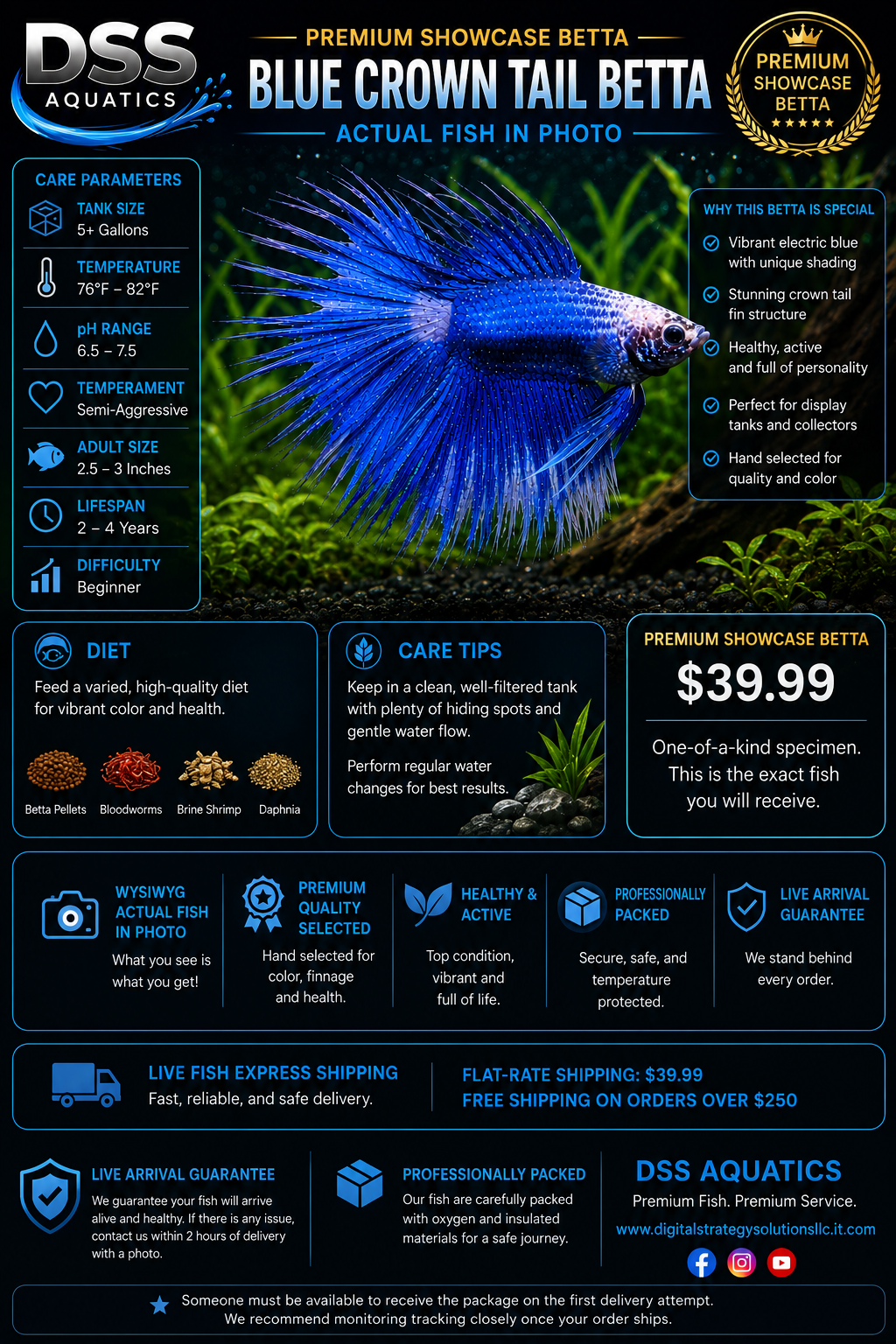 Blue Crown Tail Betta – WYSIWYG Actual Fish - Image 2