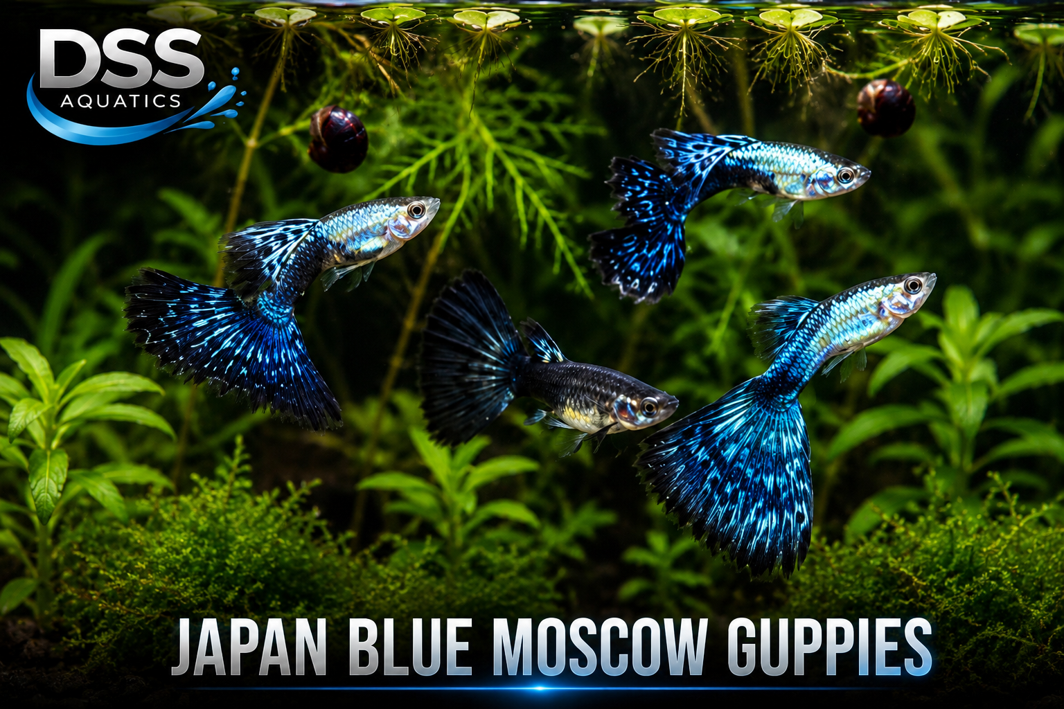 Japan Blue Moscow Guppies – Premium Metallic Blue Designer Livebearers