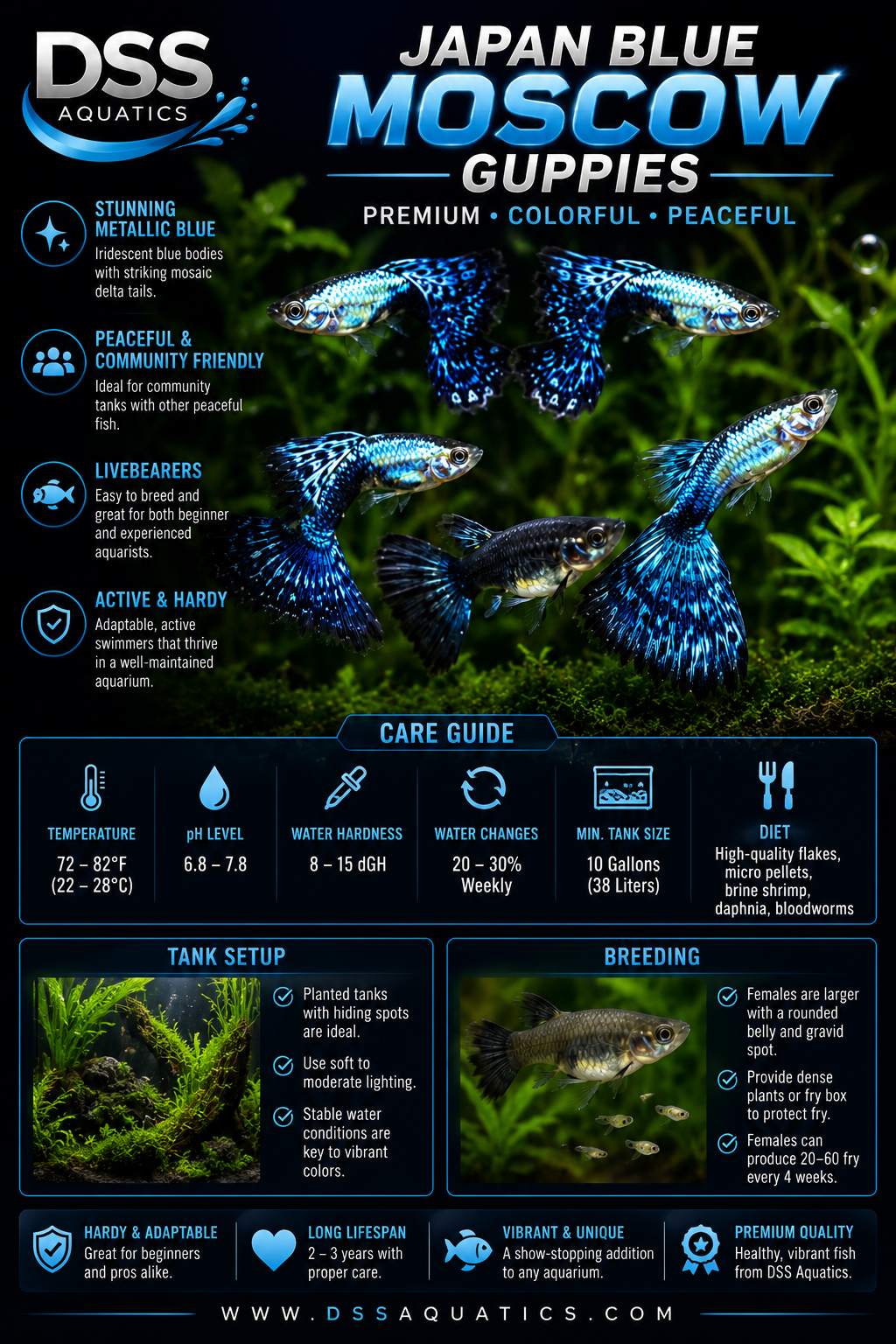 Japan Blue Moscow Guppies – Premium Metallic Blue Designer Livebearers - Image 2