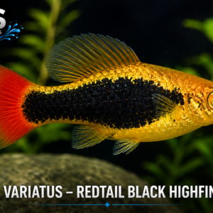 Variatus Redtail Black Highfin Platy – Premium Designer Livebearer Fish