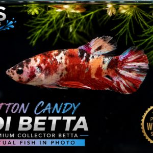 Cotton Candy Koi Betta – Premium WYSIWYG Specimen