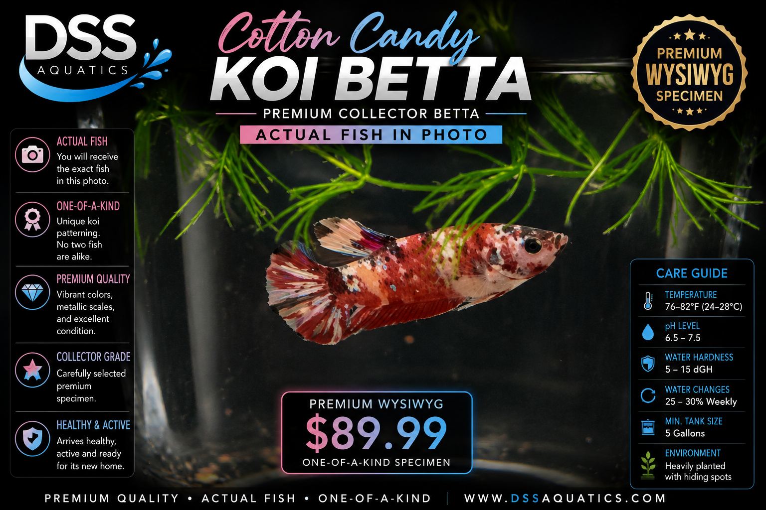 Cotton Candy Koi Betta – Premium WYSIWYG Specimen - Image 2