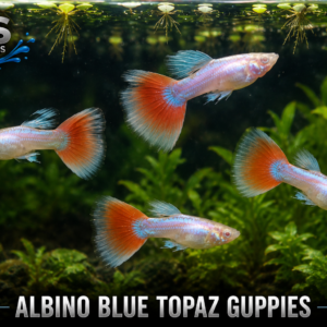 Albino Blue Topaz Guppies – Premium Livebearers