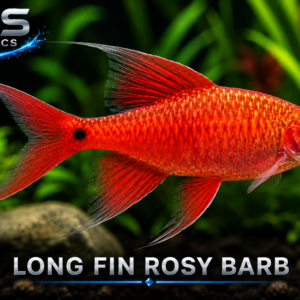 Long Fin Rosy Barb