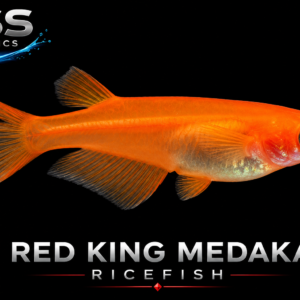 Red King Medaka Ricefish