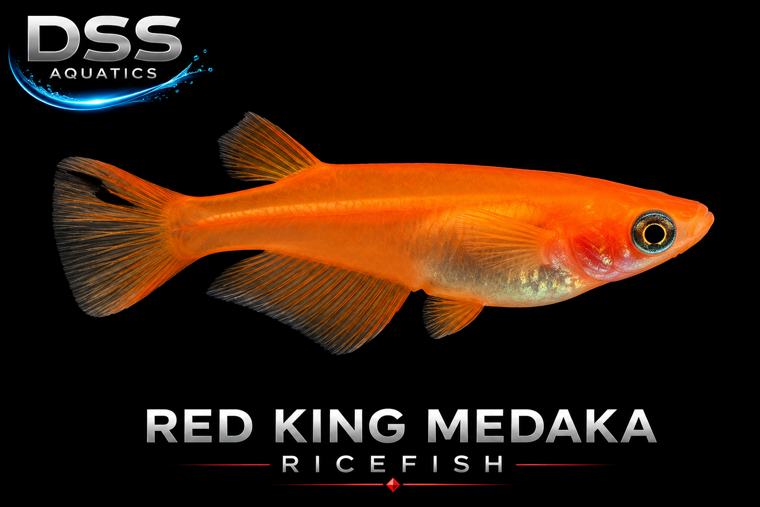 Red King Medaka Ricefish