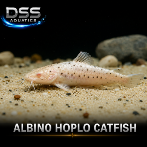 Albino Hoplo Catfish (Megalechis thoracata)
