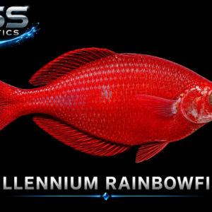 Juvenile Millennium Rainbowfish