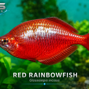 Red Rainbowfish (Glossolepis incisus)