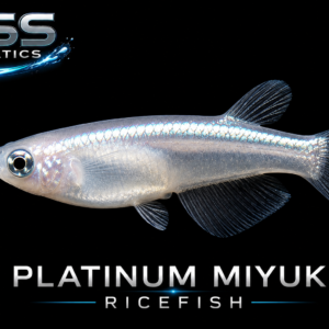 Platinum Miyuki Ricefish