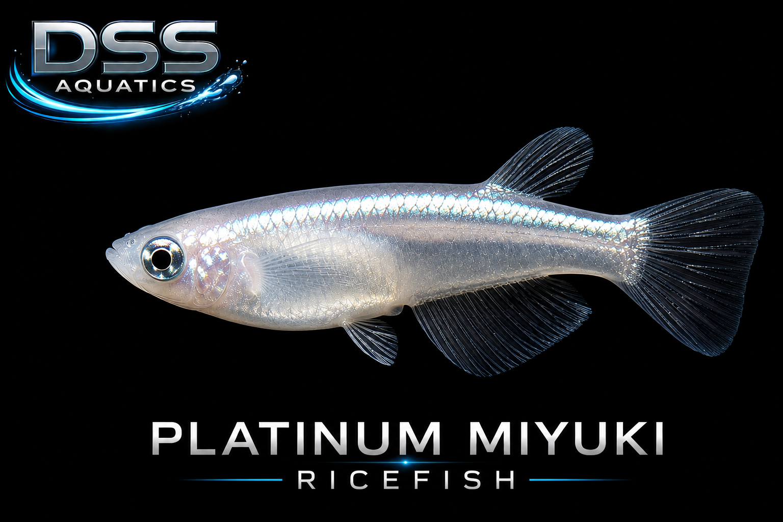 Platinum Miyuki Ricefish