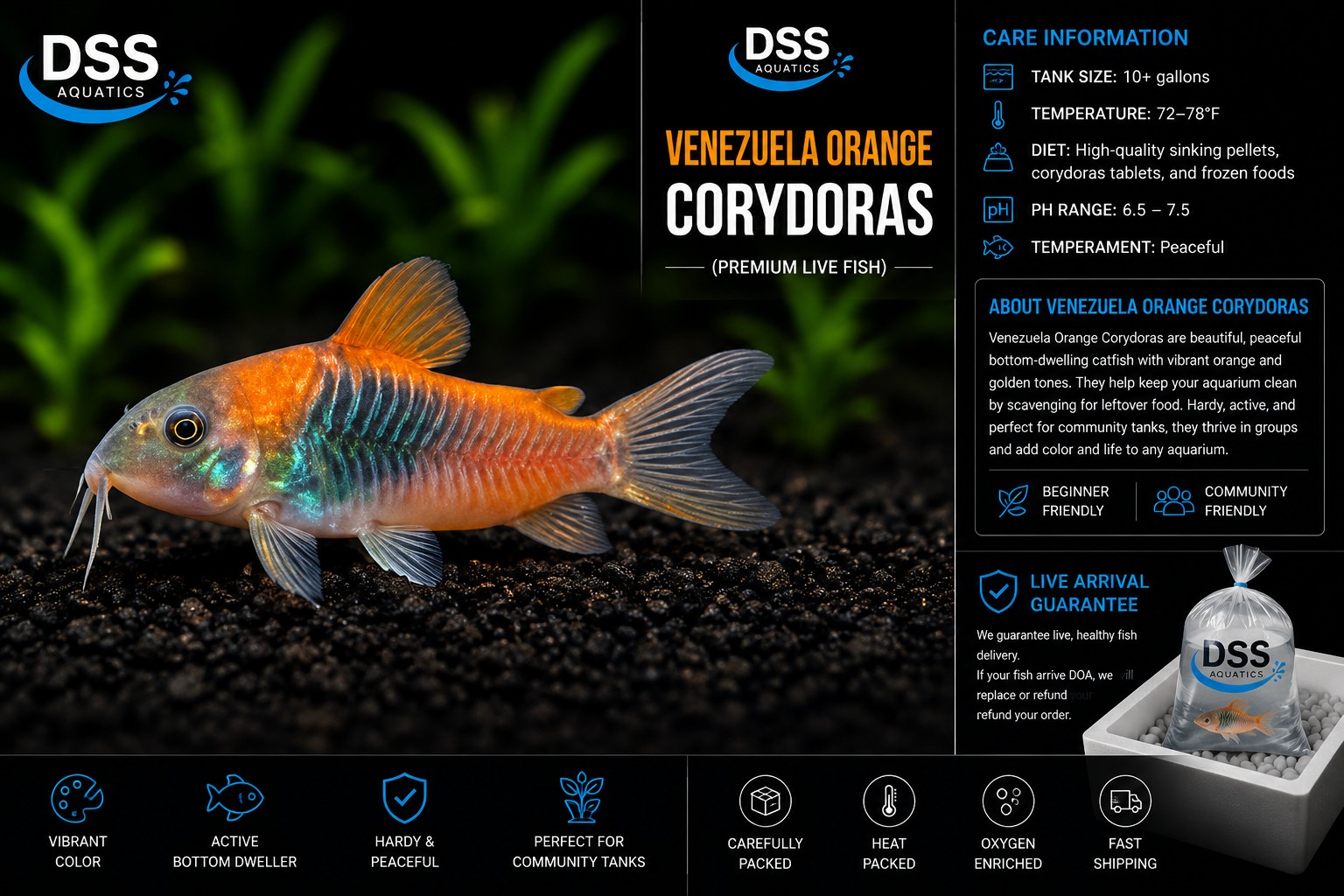 Venezuela Orange Corydoras | DSS Aquatics - Image 2